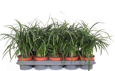 Liriope Spicata