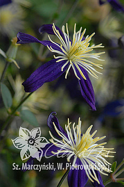 Клематис ароматный