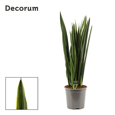 Sansevieria Black Coral Gold Edge
