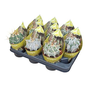 Astrophytum Ornatum Potcover