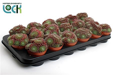 Sempervivum Arachnoideum Rubrum