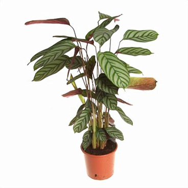 Калатея Микс