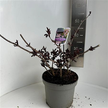 Sambucus Nigra Black Beauty
