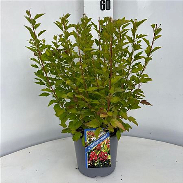 Physocarpus Op Raspberry Lemonade