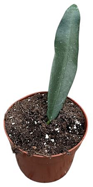 Hoya Meliflua Island