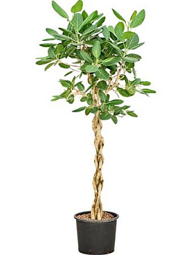 Ficus Benghalensis Audrey Twisted Stem