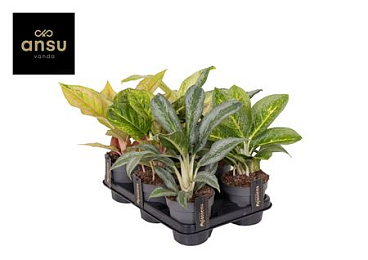 Aglaonema Green Mix