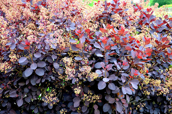 Скумпия кожевенная Роял Пёрпл штамб