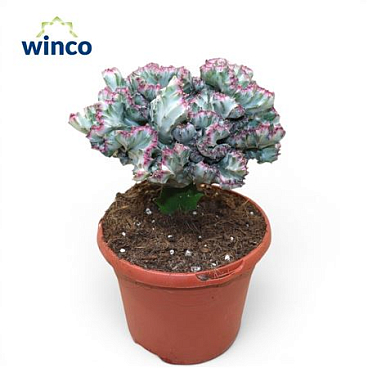 Euphorbia Lactea Variagata Cristata