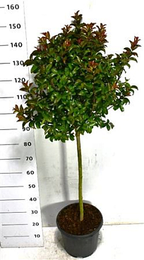 Lagerstroemia I. Berry Dazzle On Stem