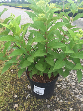 Гортензия метельчатая Ванилла Фрайз