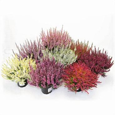 Каллуна Гарден Герлс микс