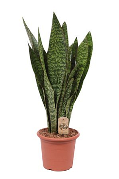 Sansevieria Jiboia
