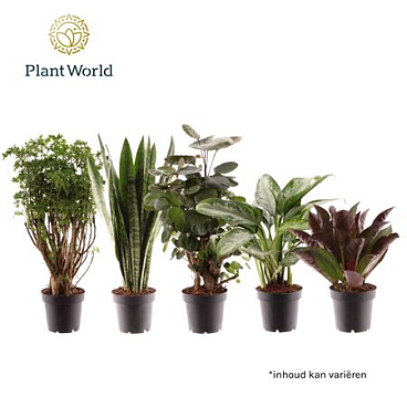 Groenmix Bali (diverse Soorten)