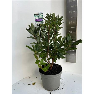Rhodo Persil