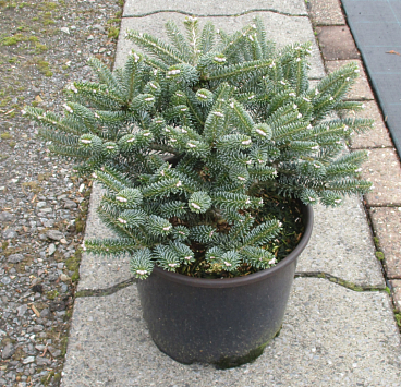 Пихта корейская Блю Эмпериор