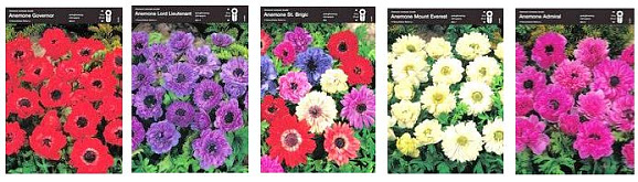 Анемона махровая