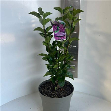 Syringa Vulg And An Ludwig Spath