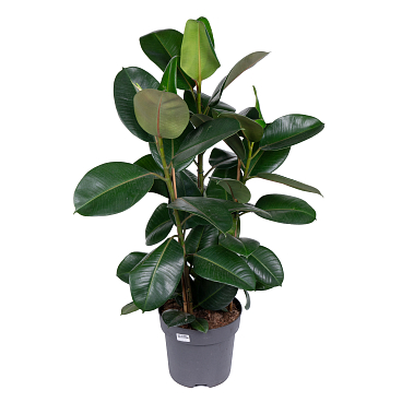 Фикус эластика Робуста 3 ст