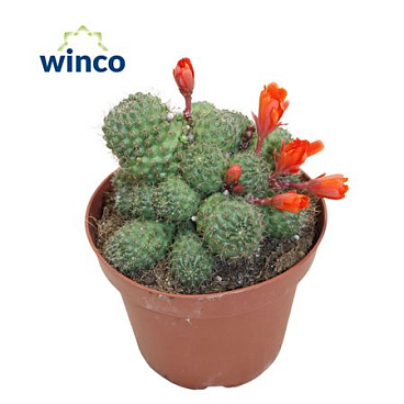 Rebutia Nitida (flowering)