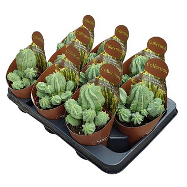 Euphorbia Fruticosa Inermis Potcover