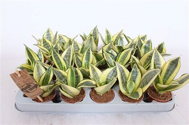 Sansevieria Golden Hahnii