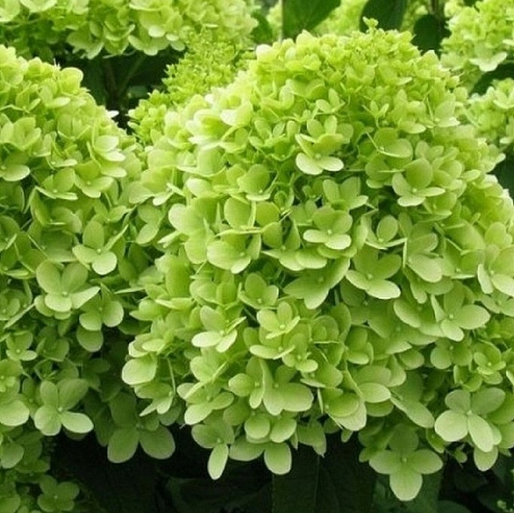 Гортензия метельчатая Мохито