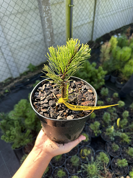 Сосна горная Пол Малетер