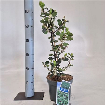 Ilex Mes Blue Prince