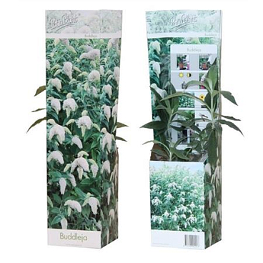 Buddleja White Profusion