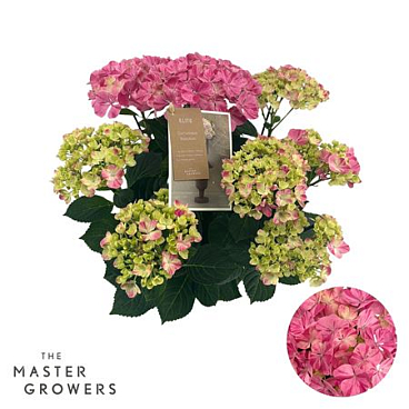 Hydrangea Ma Campino Pink 9+