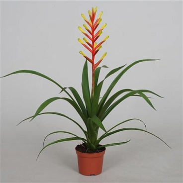 Guzmania Dissitiflora