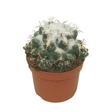 Coryphantha Elephantipens