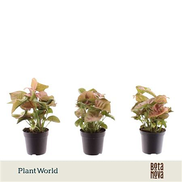Syngonium Neon Robusta (decorum)