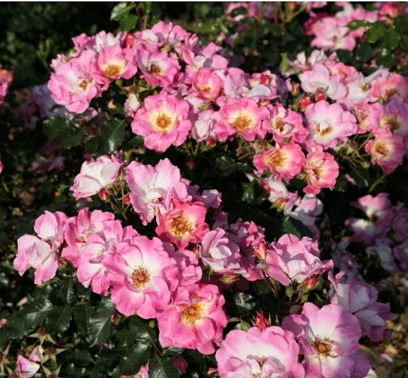 Роза флорибунда Доломити