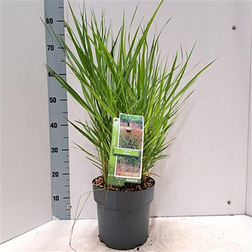 Panicum Virgatum Squaw