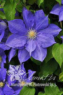 Клематис гибридный Х. Ф. Янг