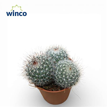 Mammillaria Hahniana (group)