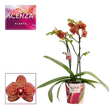 Phal 2st Yellow Leopard