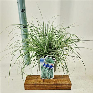 Carex Osh Everest
