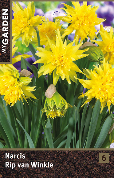 Нарцисс махровый Рип Ван Винкль