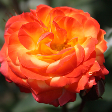 Роза флорибунда Румба