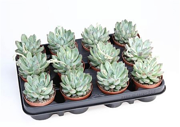 Echeveria Hybrid Rigel