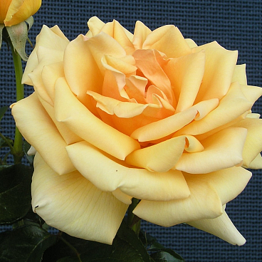 Роза чайно-гибридная Валенсия