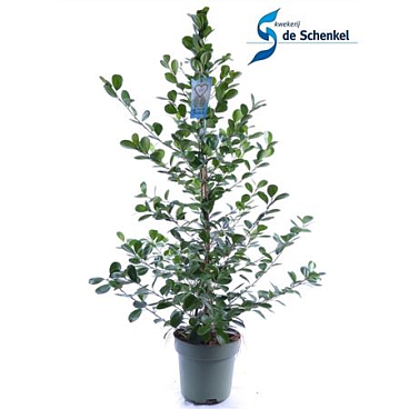 Ficus Moclame.