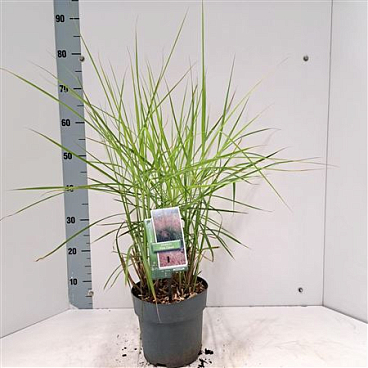 Miscanthus Sin Pink Cloud