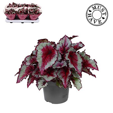 Begonia Rex Caribbean Night