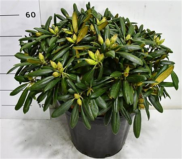 Rhododendron (y) Kalinka