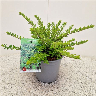 Lonicera Nitida Maigrün