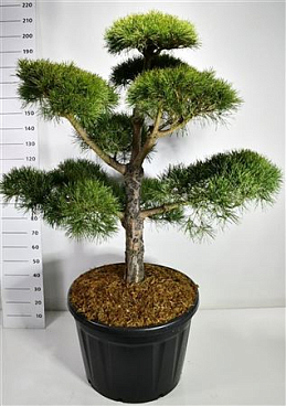 Pinus Sylvestris Bonsai